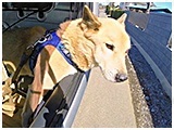 エイキチ きょうのわんこ 写真5