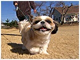 まかな きょうのわんこ 写真3