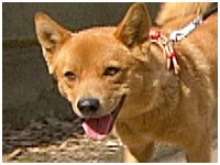 いちご きょうのわんこ 写真1