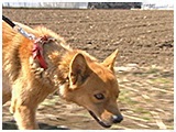 いちご きょうのわんこ 写真3