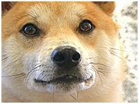 クー きょうのわんこ 写真1