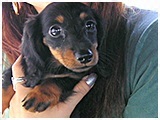 ももたん きょうのわんこ 写真2