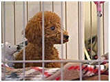 凛 きょうのわんこ 写真2