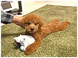 凛 きょうのわんこ 写真4
