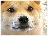 こてつ きょうのわんこ 写真1