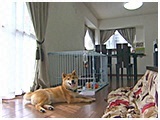 こてつ きょうのわんこ 写真2