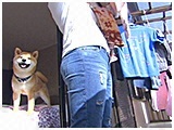 こてつ きょうのわんこ 写真3