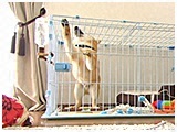 こてつ きょうのわんこ 写真5