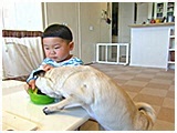 メイ きょうのわんこ 写真5