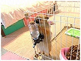 ヴィトン きょうのわんこ 写真2