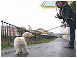 ぷーすけ きょうのわんこ 写真4