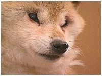ハナ きょうのわんこ 写真1