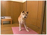 ハナ きょうのわんこ 写真2