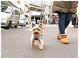 ひな きょうのわんこ 写真2