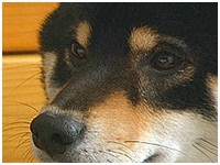 レオ きょうのわんこ 写真1