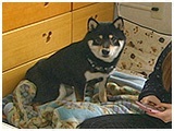 レオ きょうのわんこ 写真2