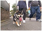 レオ きょうのわんこ 写真3