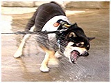 レオ きょうのわんこ 写真4