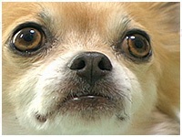 レオ きょうのわんこ 写真1