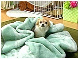 レオ きょうのわんこ 写真2