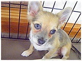 レオ きょうのわんこ 写真3
