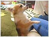 レオ きょうのわんこ 写真5