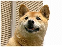武蔵 きょうのわんこ 写真1