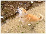 武蔵 きょうのわんこ 写真4