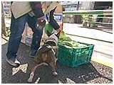 プースカ きょうのわんこ 写真4