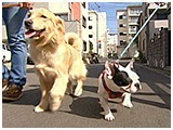 もぅ きょうのわんこ 写真2
