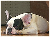 もぅ きょうのわんこ 写真3