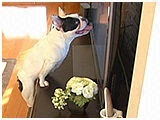 もぅ きょうのわんこ 写真4
