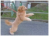 シェリー きょうのわんこ 写真3
