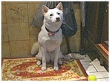 えり きょうのわんこ 写真2