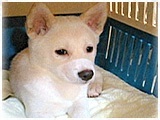 えり きょうのわんこ 写真3