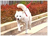 えり きょうのわんこ 写真5