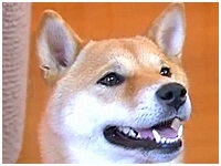ひめ きょうのわんこ 写真1