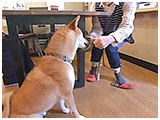 ひめ きょうのわんこ 写真2