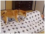 ひめ きょうのわんこ 写真3