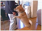 ひめ きょうのわんこ 写真4