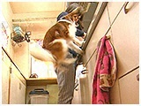 殿 きょうのわんこ 写真4