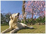 エルディー きょうのわんこ 写真2