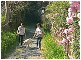 エルディー きょうのわんこ 写真4