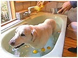 エルディー きょうのわんこ 写真5