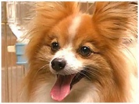 ラン きょうのわんこ 写真1