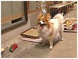 ラン きょうのわんこ 写真2