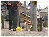 ラン きょうのわんこ 写真5