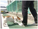 華子 きょうのわんこ 写真4