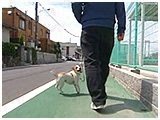 華子 きょうのわんこ 写真5