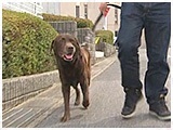 リキ きょうのわんこ 写真2